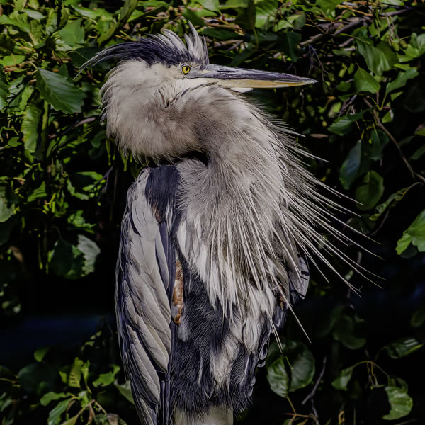Wildlife Documentary